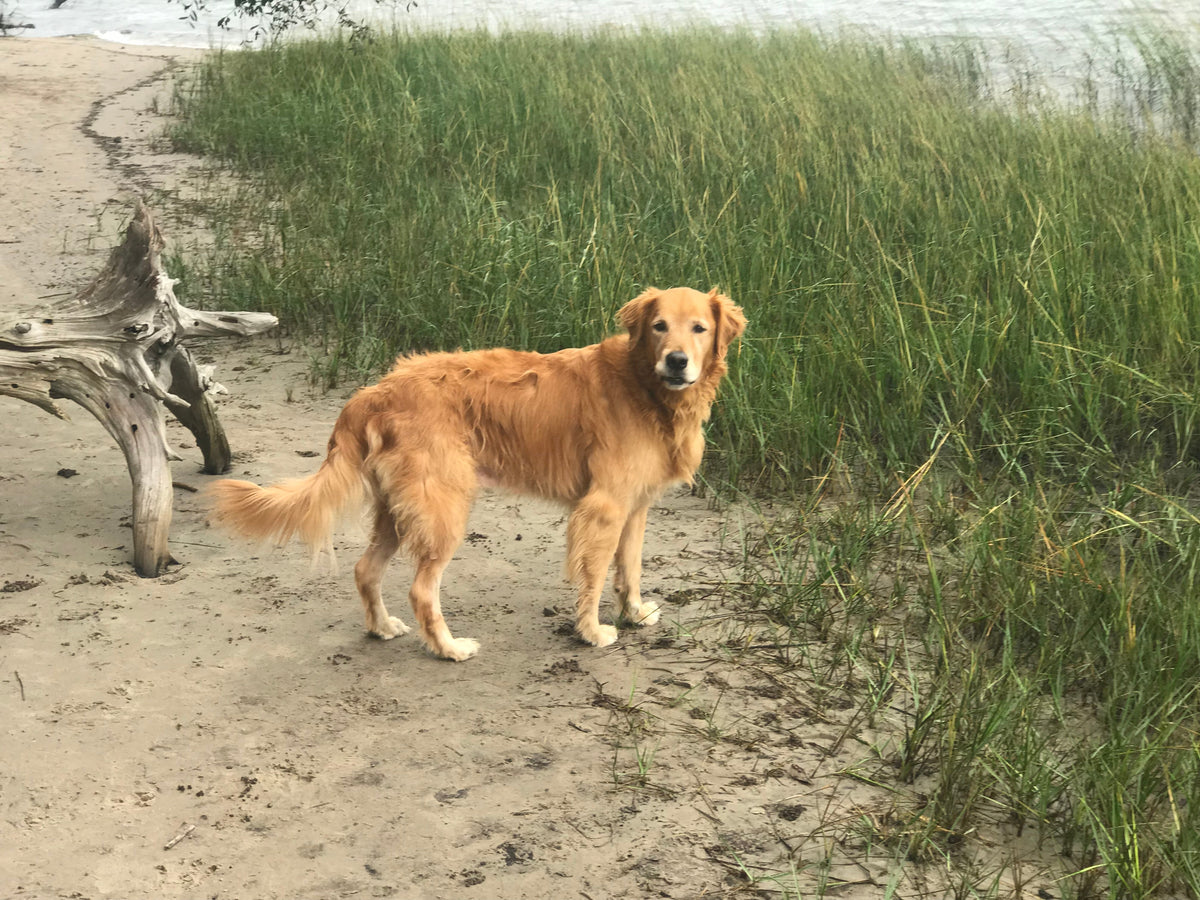 Why Is My Dog So Itchy? Supporting Healthy Skin From the Inside Out