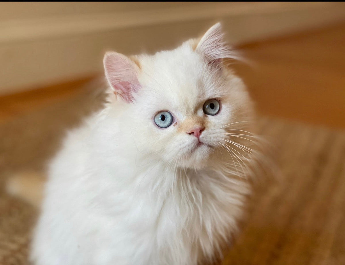 Feline Whole-Food : Multi Vitamin Nutritional Support for Cats
