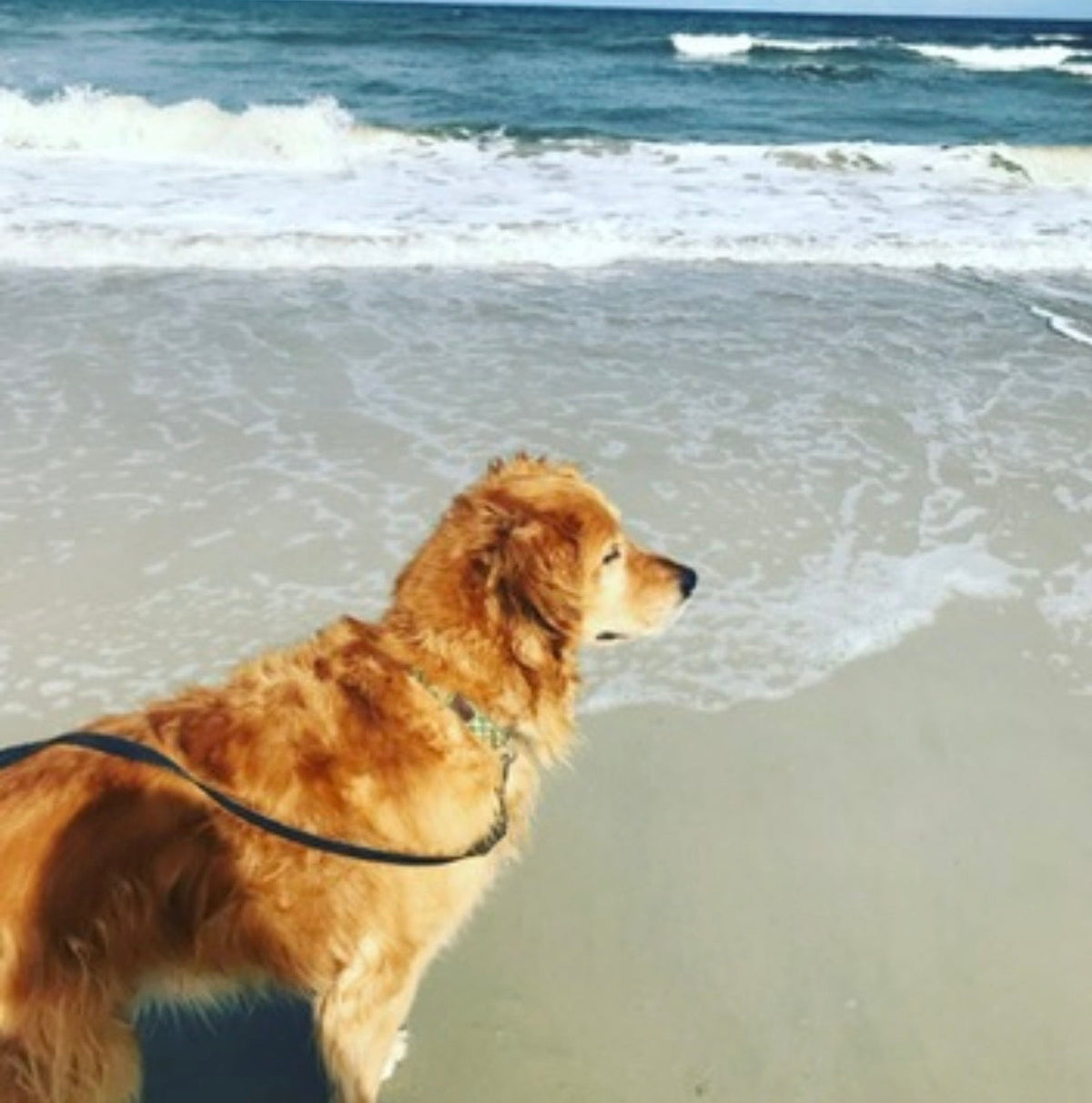 Best Whole Food Multivitamin for Dogs | Canine Whole Body Support