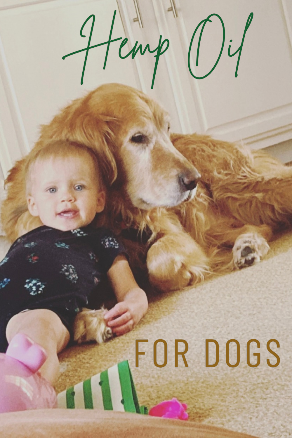 Hemp Oil for Dogs: Natural Support for Calm, Comfort & Whole-Body Wellness