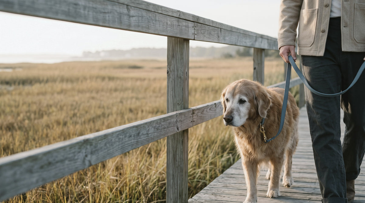 Senior Pets